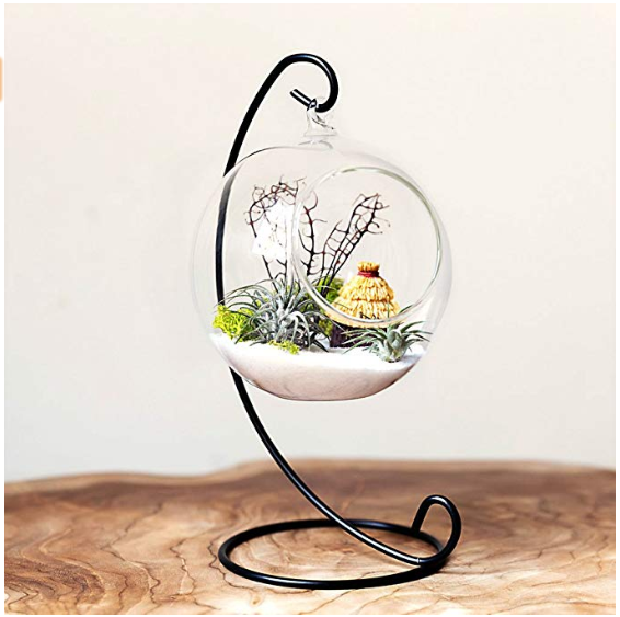 Hanging Plant Terrarium